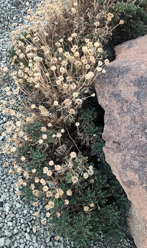 Image of Argyranthemum tenerifae by no rights reserved