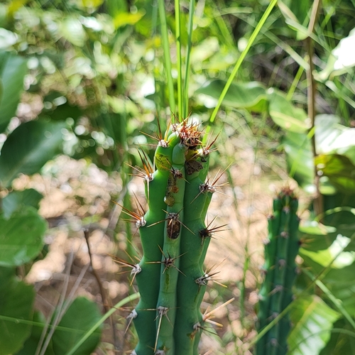 Cereus phatnospermus (Cereus phatnospermus)