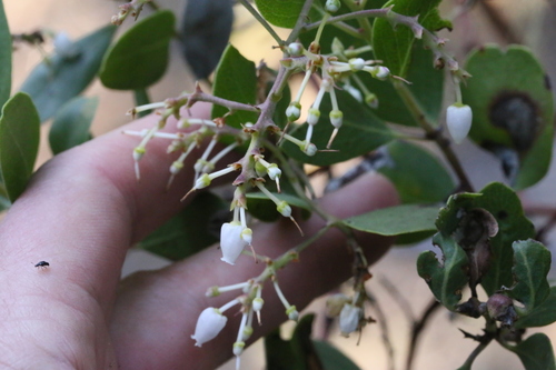 iNaturalist observation photo of bearberries and manzanitas