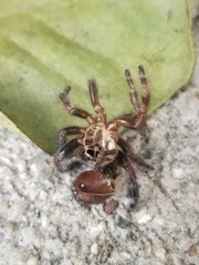 Salticidae