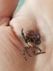 Salticidae