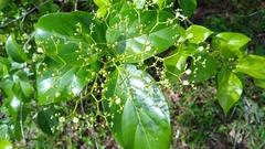 Premna obtusifolia