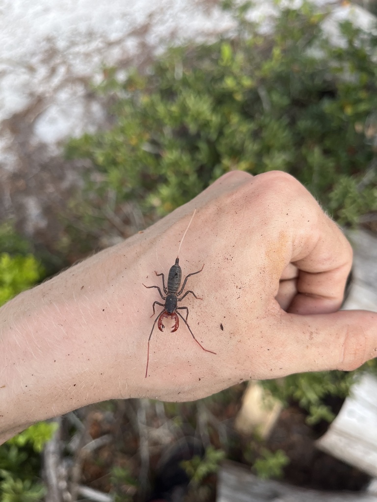 Florida vinegaroon from Seabranch Preserve State Park, Stuart, FL, US