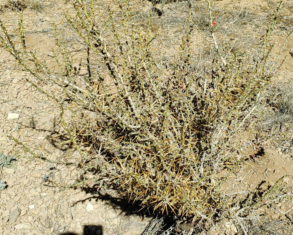 Christmas cholla from Brewster County, TX, USA on February 22, 2024 at ...