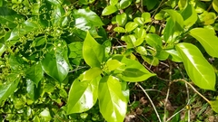 Premna obtusifolia