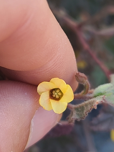 Image of Hermannia pauciflora by no rights reserved