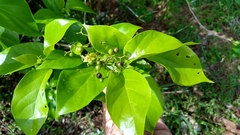 Premna obtusifolia