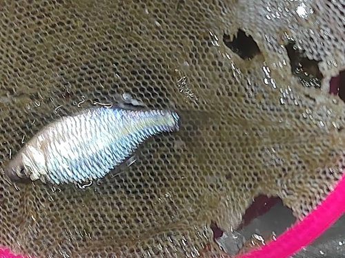 Barbel bitterling (Acheilognathus barbatulus) — Cyprinidae — 3