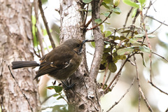 Hawaii Elepaio photo 4