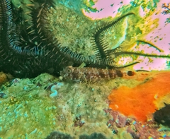 Mexican Triplefin photo 2
