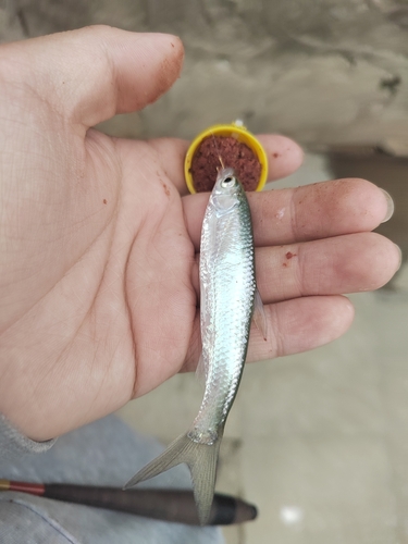 Minnow (Hemiculter bleekeri) — Cyprinidae — 4