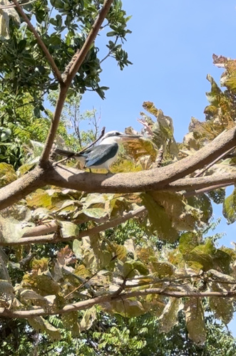 Mariana Kingfisher (Todiramphus albicilla), photo 9