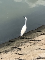 Egretta garzetta