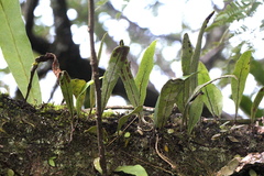 Microgramma mortoniana