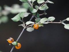 Coprosma spathulata spathulata