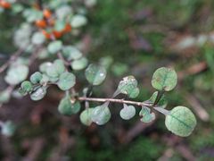 Coprosma spathulata spathulata