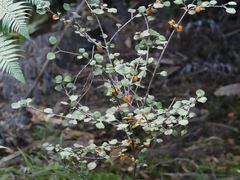 Coprosma spathulata spathulata