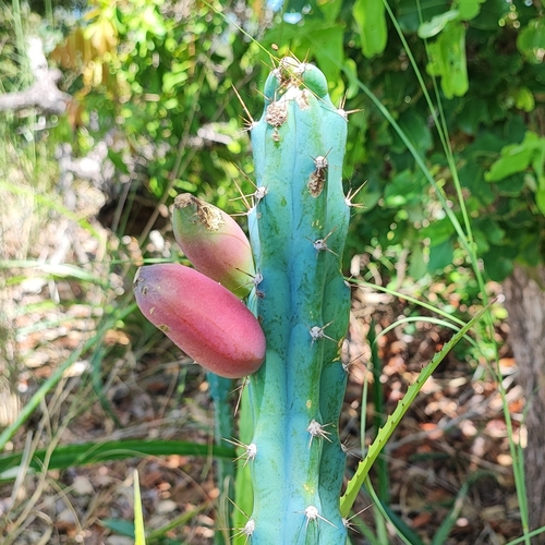 Cereus phatnospermus (Cereus phatnospermus)