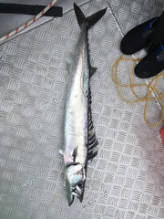 Snoek photo 2