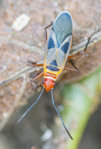 Pyrrhocoridae image