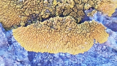 Polycauliona impolita