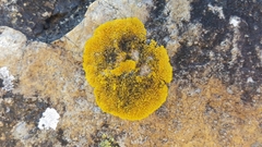 Polycauliona impolita