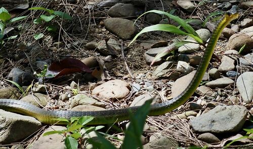 Common Tree Snake sighting