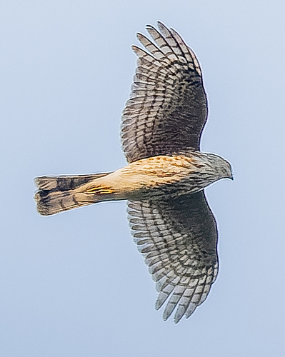 Accipiter striatus image