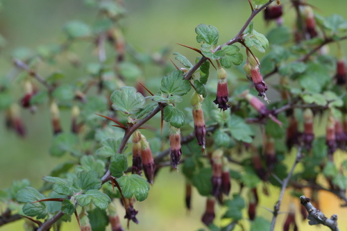 iNaturalist observation photo of currants and gooseberries