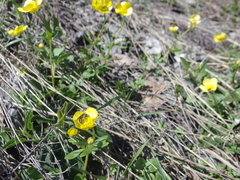 Ranunculus polyrhizos