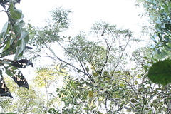 Parapiptadenia rigida