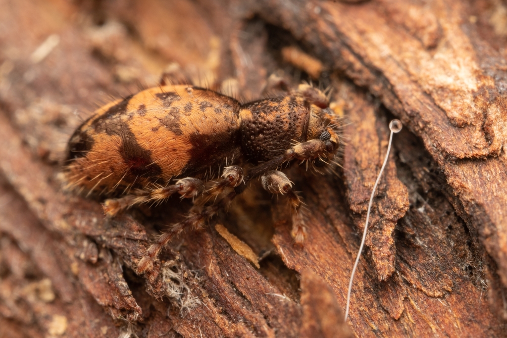 Ptinosoma
