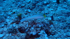 Valenciennea strigata