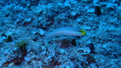 Valenciennea strigata