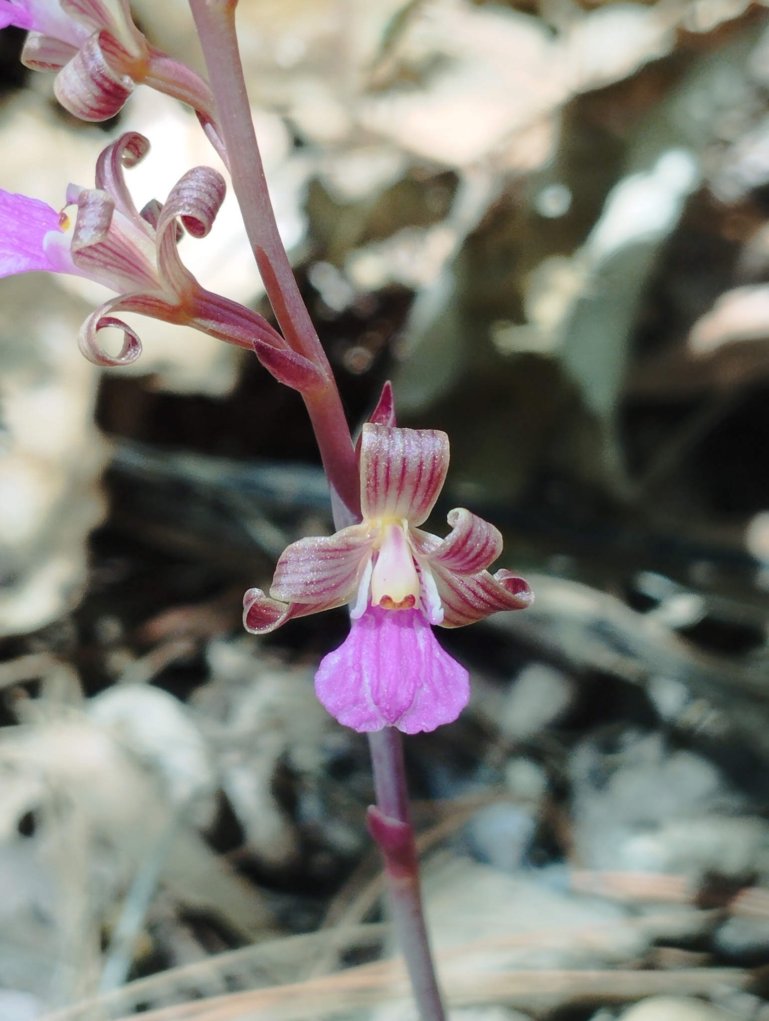 Bletia revoluta