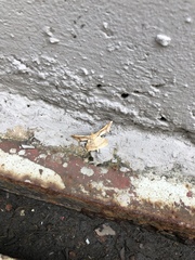 Krananda latimarginaria