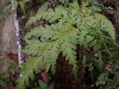 Loxsoma cunninghamii