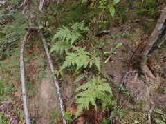 Loxsoma cunninghamii