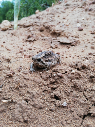 Breviceps pentheri