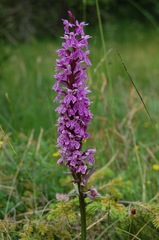 Dactylorhiza maculata