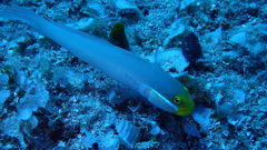 Valenciennea strigata