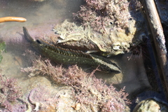 Acanthoclinus fuscus