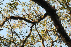 Alchornea glandulosa