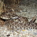 Southern Pacific Rattlesnake - Photo (c) Yinan Li, some rights reserved (CC BY-NC), uploaded by Yinan Li