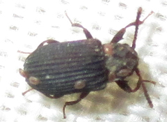 Paragonocnemis rufus