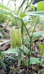 Disporum sessile