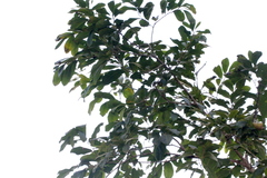 Diospyros inconstans