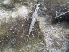 Rhinogobius rubromaculatus