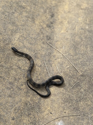 Tiger Snake sighting