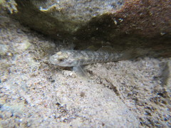 Rhinogobius rubromaculatus